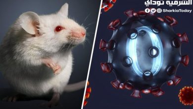 الفئران سبب ظهور أوميكرون