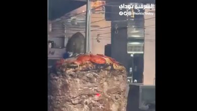 شاهد فأر يقف على سيخ شاورما ويأكل منه في مطعم شهير يثير الجدل والحكومة تتدخل (فيديو وصور) 5 شاهد فأر يقف على سيخ شاورما