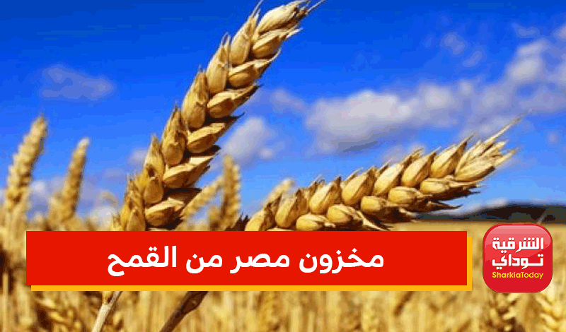 مخزون مصر من القمح