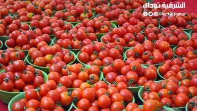 سعر قفص الطماطم