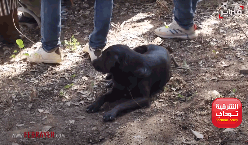 قصة الكلب الأسود المرابط لـ قبر ريان 