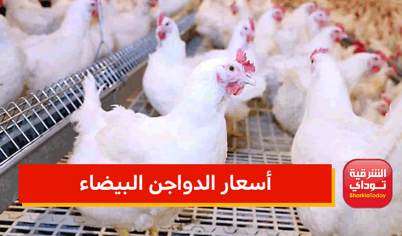 أسعار الفراخ والبيض في مصر.. الكرتونة تصل 67 جنيه 2 أسعار الدواجن البيضاء