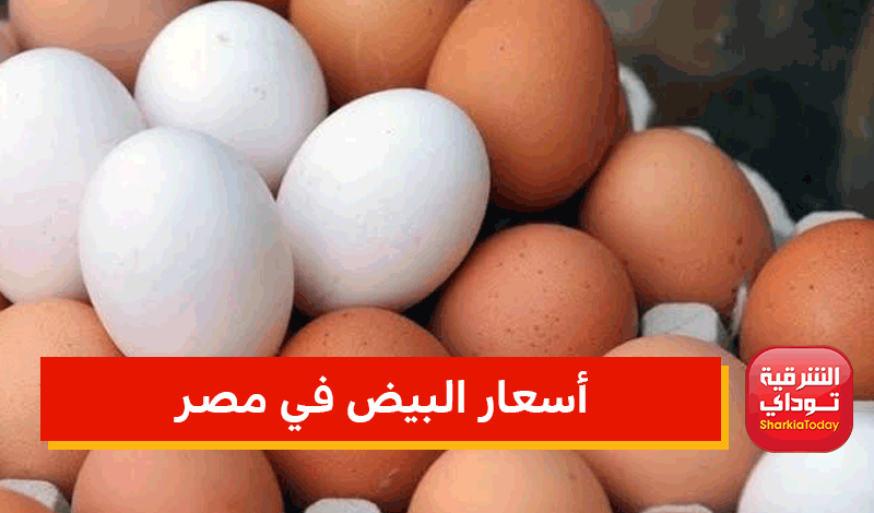 أسعار الفراخ والبيض في مصر.. الكرتونة تصل 67 جنيه 5 أسعار البيض