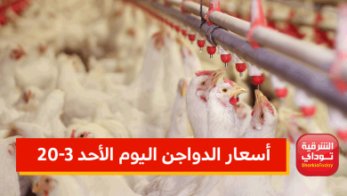 "السوق مولع نار".. قفزة جنونية في أسعار الدواجن اليوم الأحد 20-3.. البيضا والساسو والبلدي وسعر البيض 12 قفزة جنونية في أسعار الدواجن