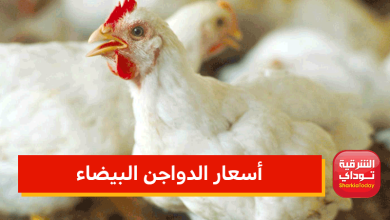 أسعار الدواجن البيضاء