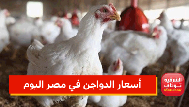 الكيلو عدى 36 جنيه .. أسعار الدواجن في مصر اليوم 3 أسعار الدواجن في مصر اليوم