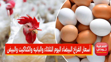 أسعار الفراخ البيضاء اليوم الثلاثاء والبانيه والكتاكيت والبيض