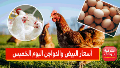أسعار الفراخ البيضاء اليوم الخميس