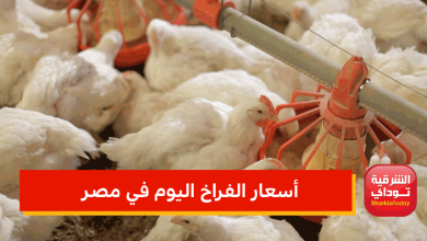أسعار الفراخ اليوم في مصر