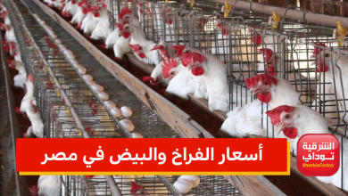 أسعار الفراخ والبيض في مصر