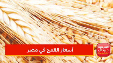 أسعار القمح في مصر