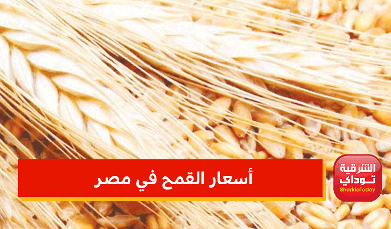 أسعار القمح في مصر