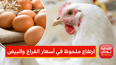 ارتفاع ملحوظ في أسعار الفراخ