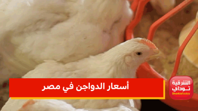 بعد أزمة روسيا وأوكرانيا..ارتفاع أسعار الدواجن في مصر 2 أسعار الدواجن في مصر