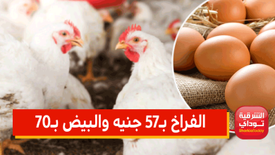 الفراخ بـ57 جنيه والبيض بـ70.. اتحاد الدواجن: قفزة جنونية في أسعار الأعلاف عالميًا 11 الفراخ بـ57 جنيه والبيض بـ70