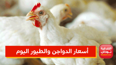 أسعار الدواجن والطيور اليوم
