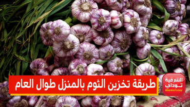 نصائح مهمة تعرفي عليها.. طريقة تخزين الثوم بالمنزل طوال العام "بدون ما يغير لونه أو يفرغ" 2 طريقة تخزين الثوم بالمنزل طوال العام