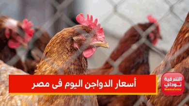 أسعار الدواجن اليوم فى مصر
