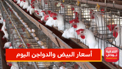 البيض والدواجن2