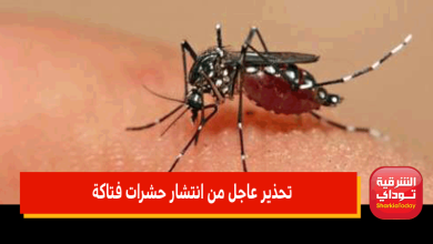 تحذير عاجل من انتشار حشرات فتاكة