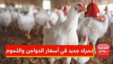 تحرك جديد في أسعار الدواجن واللحوم في مصر اليوم 4 أسعار الدواجن واللحوم في مصر