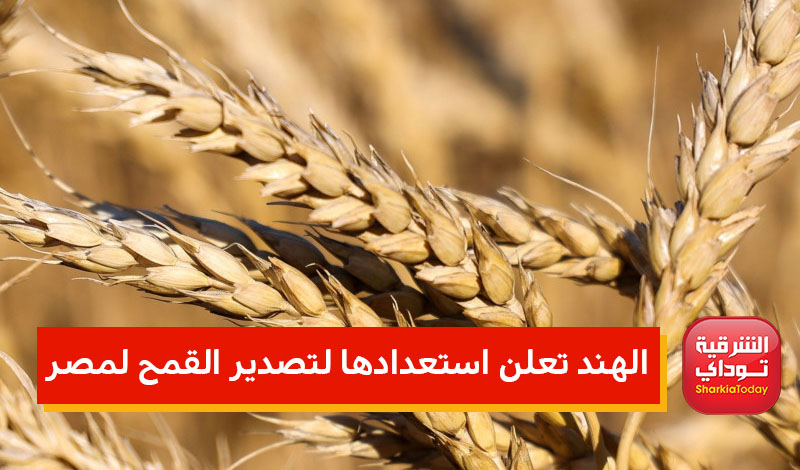  الهند تعلن استعدادها لتصدير القمح إلى مصر