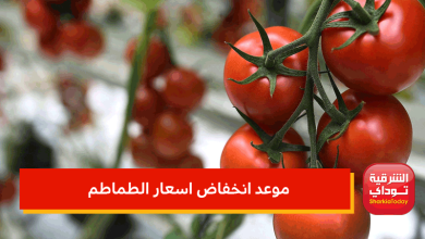 موعد انخفاض اسعار الطماطم.. نقيب الفلاحين يكشف 2 موعد انخفاض اسعار الطماطم