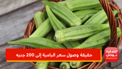 وصول سعر البامية إلى 200 جنيه للكيلو.. نقيب الفلاحين يكشف الحقيقة 5 وصول سعر البامية إلى 200 جنيه