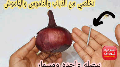 في دقائق.. تخلص من الناموس والذباب والهاموش 3 تخلص من الناموس والذباب والهاموش