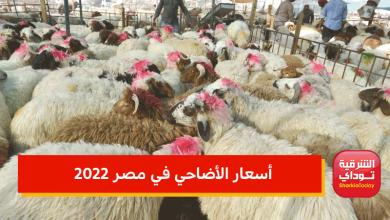 ارتفاع أسعار الأضاحي في مصر 2022 بنسبة 30%.. أقلها بـ5 آلاف جنيه وإليكم الأسعار 2 أسعار الأضاحي في مصر 2022