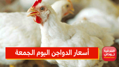 أسعار الدواجن اليوم