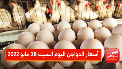 "مش هتصدق سعر الفراخ".. انخفاض أسعار الدواجن اليوم السبت 28 مايو 2022.. وكرتونة البيض تواصل الهبوط 4 أسعار الدواجن اليوم السبت 28 مايو 2022