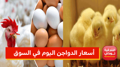 بين الارتفاع والانخفاض.. أسعار الدواجن اليوم في السوق 8 أسعار الدواجن اليوم في السوق