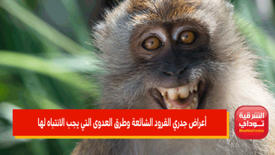 أعراض جدري القرود الشائعة وطرق العدوى التي يجب الانتباه لها.. بعد تسجيل إصابات به 5 أعراض جدري القرود الشائعة