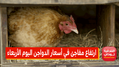 أسعار الدواجن اليوم الأربعاء