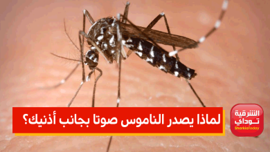 لماذا يصدر الناموس صوتا بجانب أذنيك ويترك باقي الغرفة؟.. لن تصدق 2 الناموس3