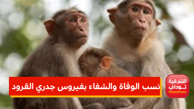 فيروس جدري القرود