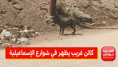 كائن غريب يظهر في شوارع الإسماعيلية.. واقعة تُفزع المواطنين.. وتحذير من الاقتراب منه!! (صور) 11 كائن غريب يظهر في شوارع الإسماعيلية