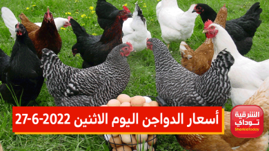 أسعار الدواجن اليوم الاثنين 27-6-2022
