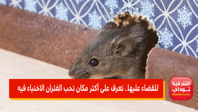 أكثر مكان تحب الفئران الاختباء فيه