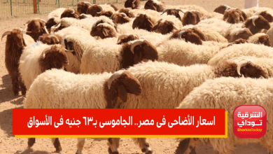اسعار الأضاحى فى مصر.. الجاموسى بـ 63 جنيه فى الأسواق 3 اسعار الأضاحى فى مصر