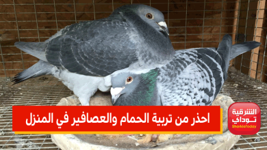 الدكتور حسام موافي يحذر من تربية الحمام والعصافير في المنزل 9 الحمام3 10