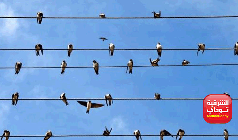 لماذا لا تتعرض العصافير لصدمة كهربائية