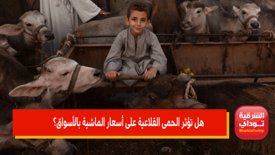 هل تؤثر الحمى القلاعية على أسعار الماشية بالأسواق؟ 4 هل تؤثر الحمى القلاعية على أسعار الماشية